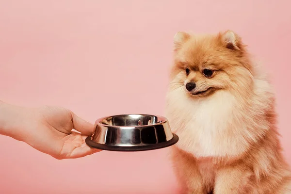 Cropped view of fluffy woman giving bowl with food to pomeranian spitz dog isolated on pink — Stock Photo