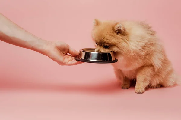 Cropped view of woman feeding pomeranian spitz dog with bowl on pink — Stock Photo