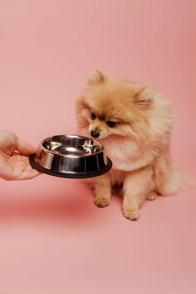 Cropped view of woman giving empty bowl to pomeranian spitz dog on pink — Stock Photo