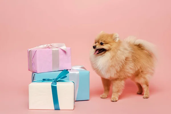 Niedlicher Pommerscher Spitzhund mit Geburtstagsgeschenken auf rosa — Stockfoto