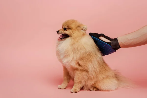 Vista recortada del hombre peinando perro spitz pomeranian con guante de goma de aseo en rosa - foto de stock