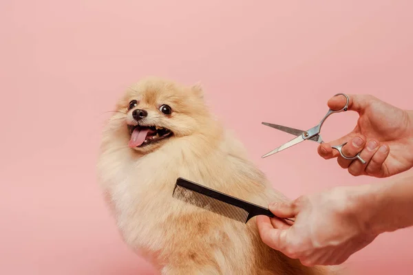 Vue recadrée du toiletteur avec ciseaux et peigne faisant coiffure au chien spitz poméranien isolé sur rose — Photo de stock