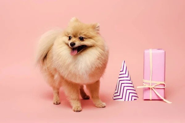 Mignon chien spitz poméranien debout près du cône de fête et cadeau d'anniversaire sur rose — Photo de stock