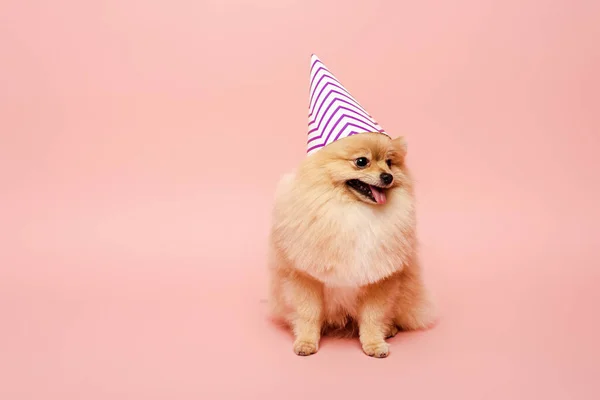 Chien spitz poméranien assis dans le cône de fête pour l'anniversaire sur rose — Photo de stock