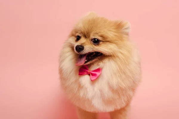 Chien spitz poméranien poilu avec nœud papillon mignon debout sur rose — Photo de stock