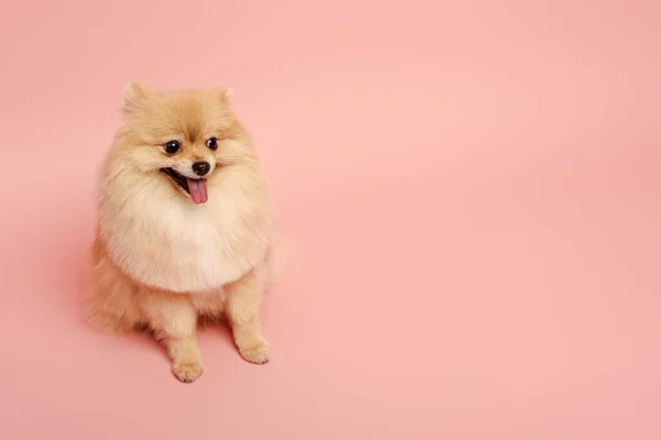 Carino piccolo cane pomerania spitz seduto su rosa — Foto stock