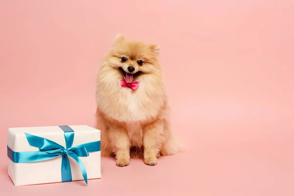 Fluffy pomeranian spitz dog in bow tie with birthday present on pink — Stock Photo