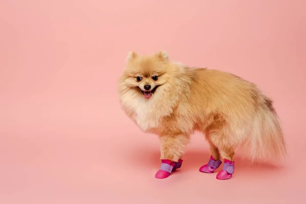 Drôle de spitz poméranien debout dans des chaussures de chien sur rose — Photo de stock