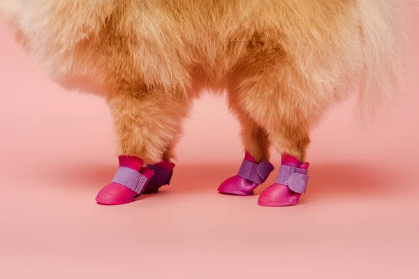 Cropped view of pomeranian spitz standing in dog shoes on pink — Stock Photo
