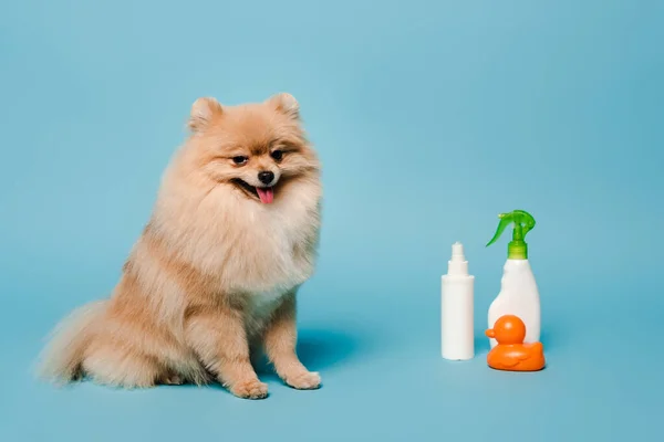 Fluffy pomeranian spitz dog with spray bottles and rubber duck on blue — Stock Photo