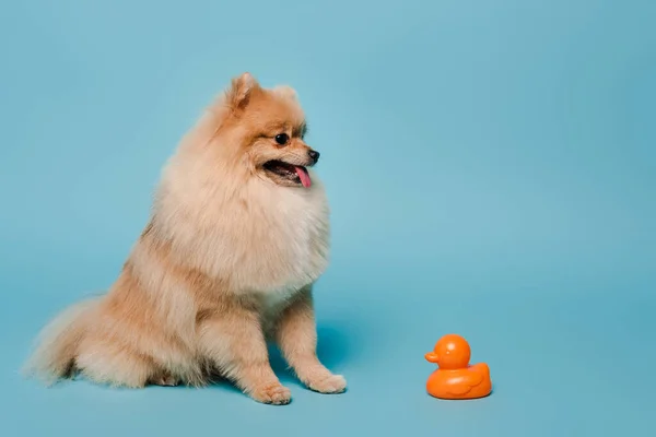 Perro spitz pomeraniano peludo en azul con pato de goma - foto de stock