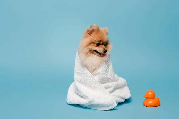 Cute pomeranian spitz dog wrapped in towel on blue with rubber duck — Stock Photo