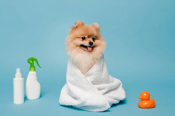 Petit chien spitz poméranien enveloppé dans une serviette sur bleu avec des bouteilles de pulvérisation et canard en caoutchouc — Photo de stock