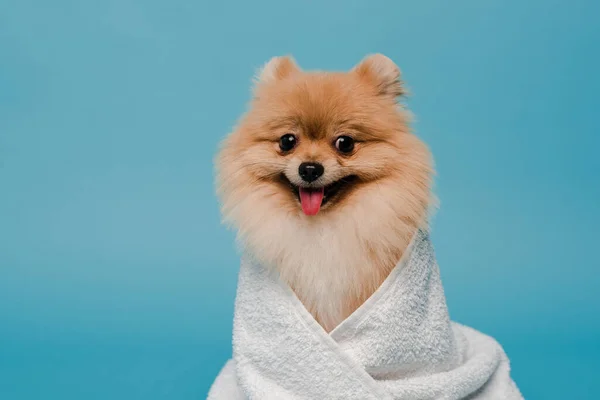 Adorable perro spitz pomeraniano envuelto en toalla aislado en azul - foto de stock