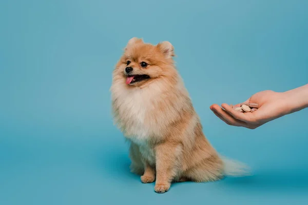 Vue recadrée de la femme tenant des comprimés à la main près pelucheux chien spitz poméranien sur bleu — Photo de stock