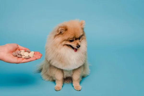 Vista ritagliata della donna che tiene le compresse in mano vicino al cane carino sul blu — Foto stock