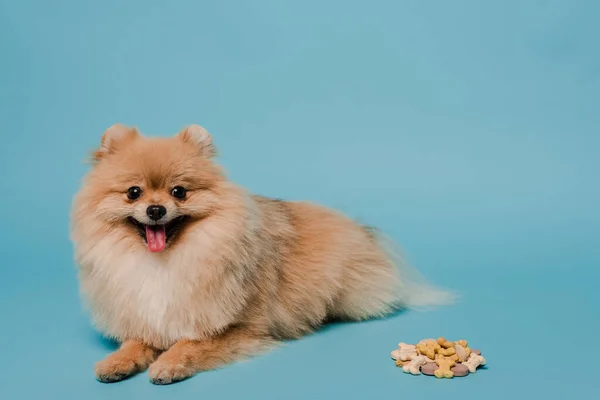 Пухнаста португальська шпіц собака з таблетками на синьому — стокове фото