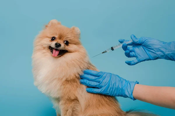 Vista recortada del veterinario en guantes de látex haciendo vacunación para perro spitz pomeraniano aislado en azul - foto de stock