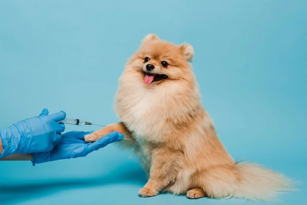 Vista ritagliata del veterinario in guanti di lattice in possesso di siringa e fare la vaccinazione per spitz pomerania su blu — Foto stock