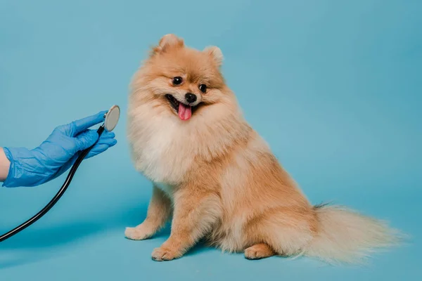 Vista recortada de veterinario en guante de látex examinando lindo perro spitz con estetoscopio en azul - foto de stock