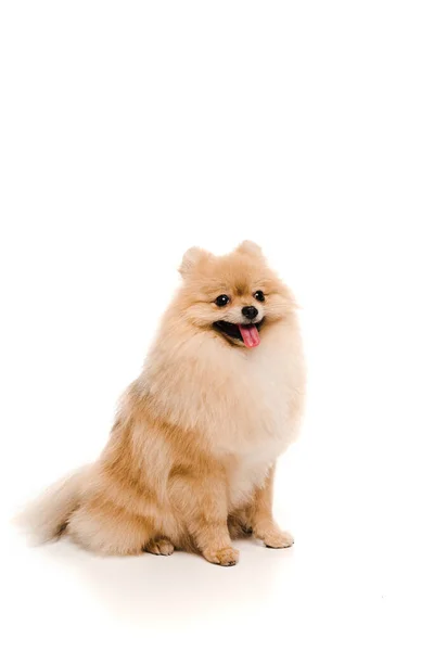 Perro spitz pomeraniano divertido sentado en blanco — Stock Photo