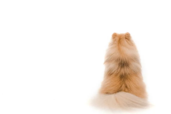 Vista posteriore del piccolo cane pomerania spitz seduto isolato su bianco — Foto stock