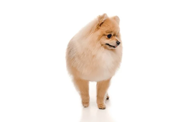 Cute pomeranian spitz dog standing on white — Stock Photo