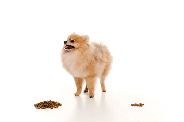 Adorable pomeranian spitz near dog food on white — Stock Photo