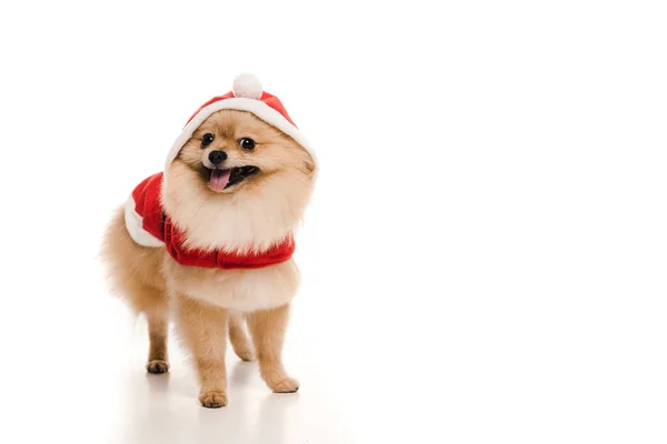 Furry pomeranian spitz dog in santa costume on white — Stock Photo