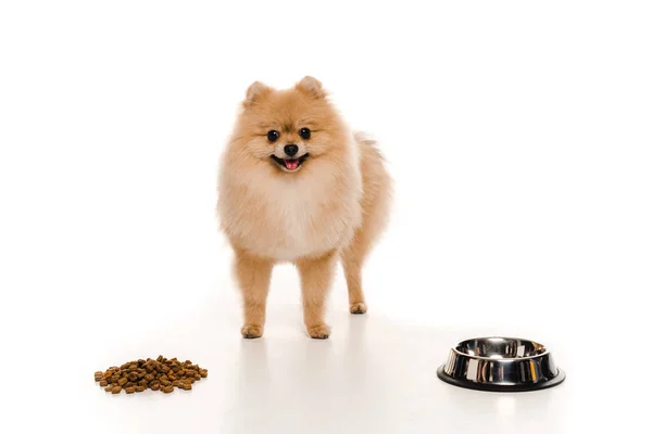 Spitz pomeraniano peludo cerca de comida para perros y tazón vacío en blanco - foto de stock