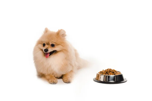 Spitz pomeraniano perto de tigela com comida de cão em branco — Fotografia de Stock