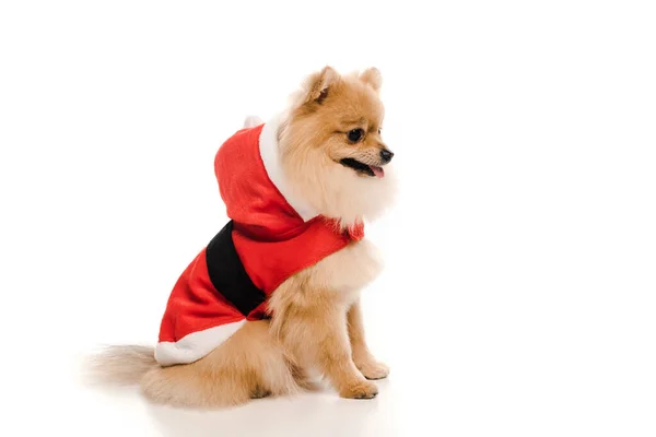 Cute pomeranian spitz dog in santa costume on white — Stock Photo