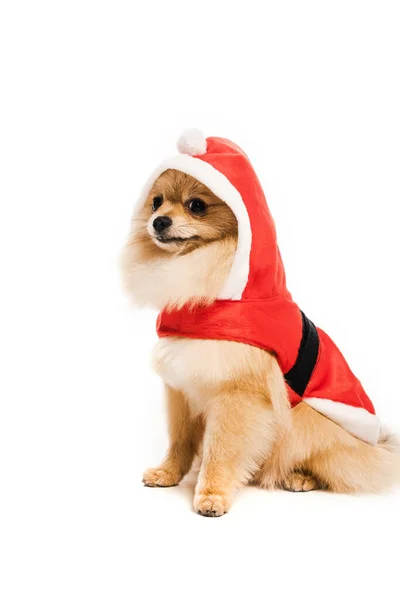 Furry pomeranian spitz dog in santa costume on white — Stock Photo