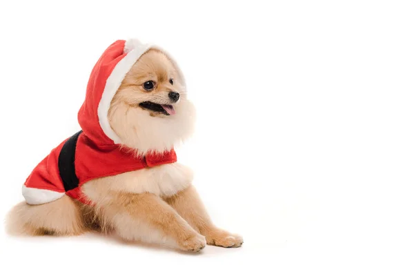 Lustiger Pommerscher Spitzhund im Weihnachtsmannkostüm zur Weihnachtszeit auf weiß — Stockfoto