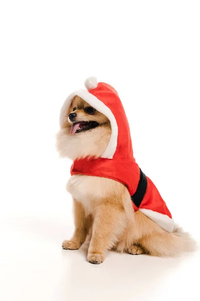 Adorable pomeranian spitz dog in santa costume at christmastime on white — Stock Photo