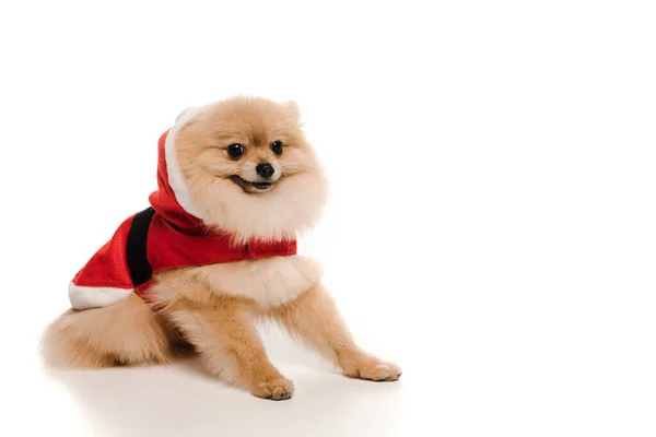 Cute pomeranian spitz dog in santa costume at christmastime on white — Stock Photo