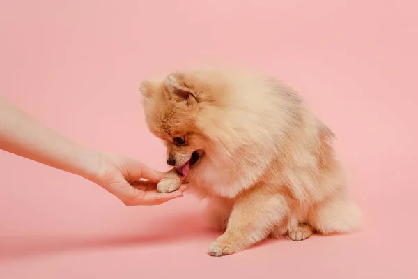 Cropped view of cute pomeranian spitz dog giving paw to woman on pink — Stock Photo