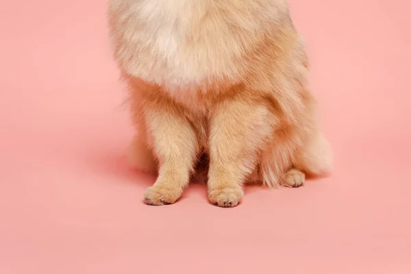 Vista recortada de perro de pelo rojo en rosa - foto de stock