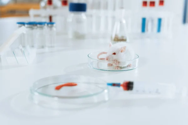 Enfoque selectivo del ratón blanco cerca de la jeringa, placa de Petri con muestra de sangre y recipientes con medicamentos - foto de stock
