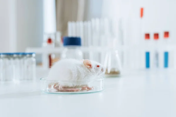 Selective focus of white mouse in petri dish near containers with medicines and test tubes — Stock Photo