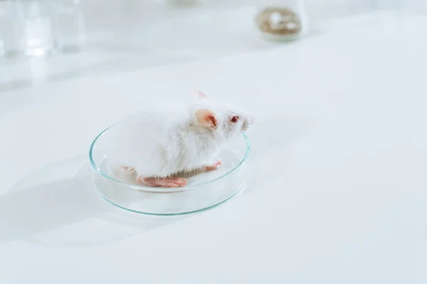 Vista de ángulo alto de pequeño ratón blanco en placa de Petri en el escritorio en la clínica veterinaria - foto de stock