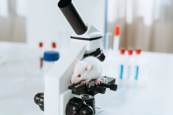 Selective focus of white mouse on microscope in veterinary clinic — Stock Photo