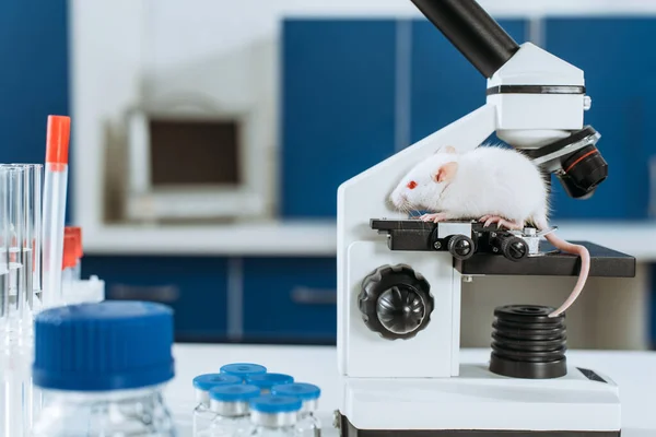 Ratón blanco en el microscopio cerca de tubos de ensayo y recipientes con medicamentos - foto de stock