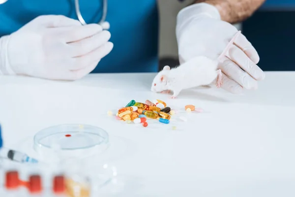 Cropped view of veterinarian in latex gloves near white mouse, capsules and petri dish on desk — Stock Photo