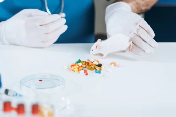 Vista recortada de veterinario en guantes de látex cerca de ratón blanco, cápsulas y placa de Petri en el escritorio - foto de stock