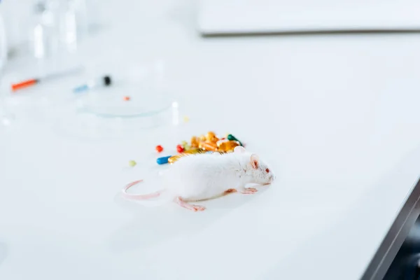 High angle view of little white mouse near capsules on desk in veterinary clinic — Stock Photo