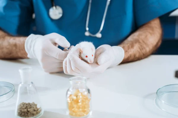 Обрезанный вид ветеринара в латексных перчатках, держащего белую мышь возле контейнера с лекарствами — стоковое фото