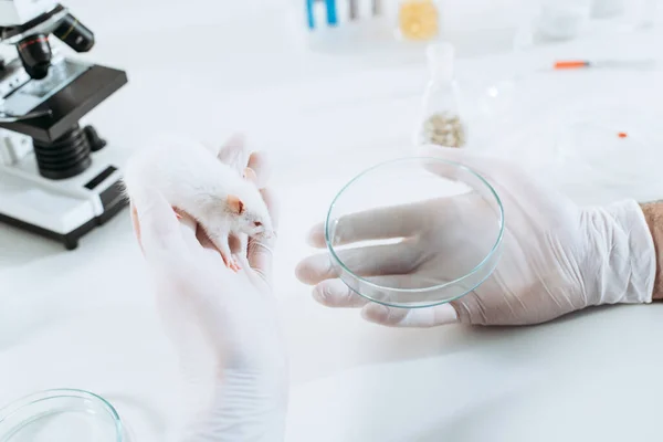 Vista recortada del veterinario en guantes de goma con ratón blanco y placa de Petri cerca del microscopio - foto de stock