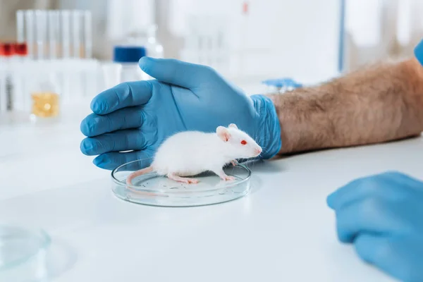 Vista recortada del veterinario en guantes de látex cerca de ratón blanco en placa de Petri - foto de stock