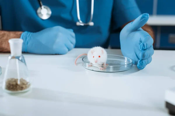 Vista recortada del veterinario en guantes de goma cerca de ratón blanco en placa de Petri - foto de stock